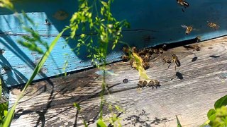 Kovan İçindeki Naylon Kağıdın Arılar Tarafından Çıkarılması