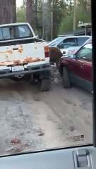 Cet ours ouvre la voiture et vole le sandwich !
