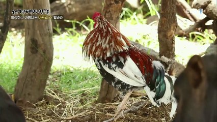 세계테마기행 - 이상하고 아름다운 아프리카 3부- 셀람! 에티오피아_#002