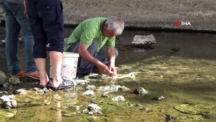 Balıkların üreme göçüne böyle yardım ettiler