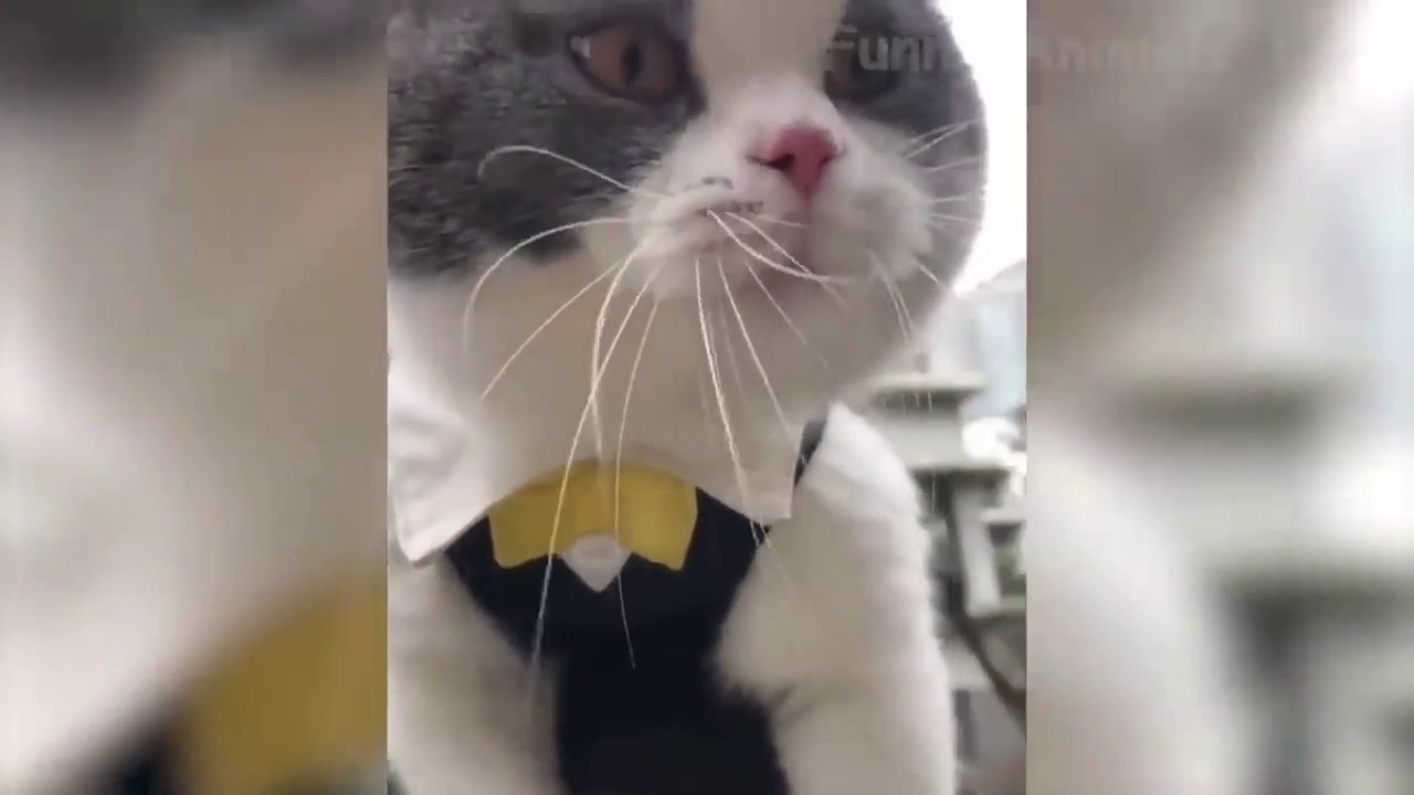 Funniest Dogs And Cats - Try Not To Laugh - Funny Pet Animals Life