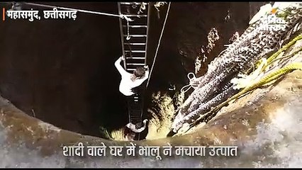 शादी वाले घर में भालू ने मचाया उत्पात