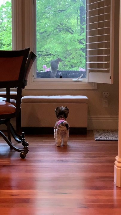 Pup Stalks Its Squirrel Prey