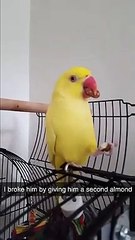 Bird.exe has stopped responding: parrot is utterly shook by second treat in New Zealand