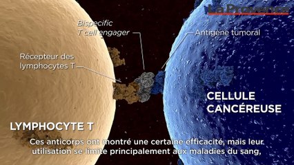 Le Pr. Vivier rejoint le cercle des meilleurs chercheurs, pour son travail contre le cancer
