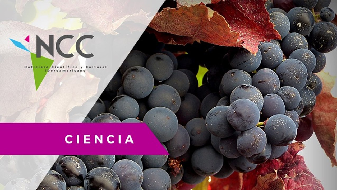 Nueva variedad de uva con atributos femeninos