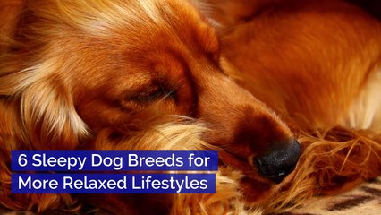 6 Sleepy Dog Breeds for More Relaxed Lifestyles