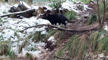 Tasmanian Devils Spend Time in Snow