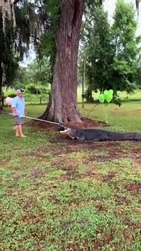 Ils utilisent leur alligator de compagnie pour révéler si leur bébé est un garçon ou une fille