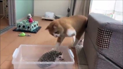 Ce chat voulait mettre un coup de patte à un hérisson... mais en fait... non. Réaction hilarante