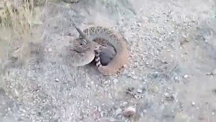 Il capture un serpent à sonnette à main nue