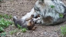 Quand papa loup s'occupe de ses petits... Adorable