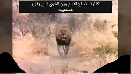 اجمل قصيدة عن الضيقة وفزعت الصاحب الكفو