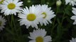 Shasta Daisies Are the Most Cheerful Summer Flowers