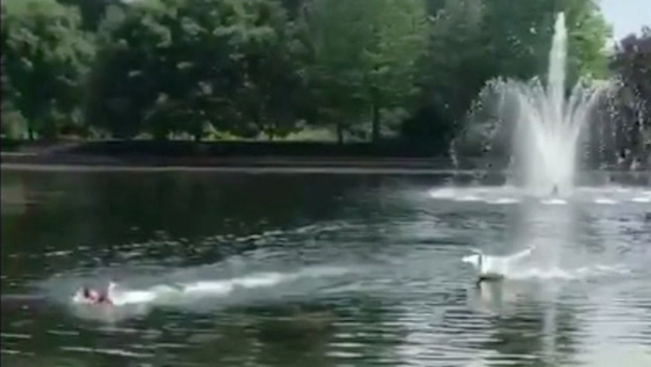 Swan Isn't Messing Around