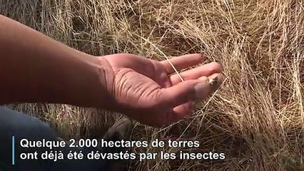 Sardaigne: une invasion de sauterelles inquiète les agriculteurs