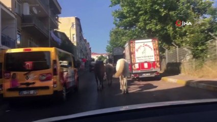 Trafikte başıboş atlar sürücüleri şaşkına çevirdi