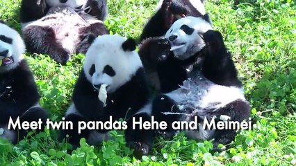 'Big step forward' as twin pandas grow up