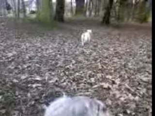 Cali, Mon Amour de Chien 20/01/2008 Video 3