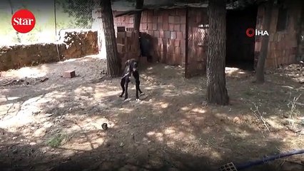 Kümese güvenlik kamerası yerleştirdi, hırsızı görünce şok oldu