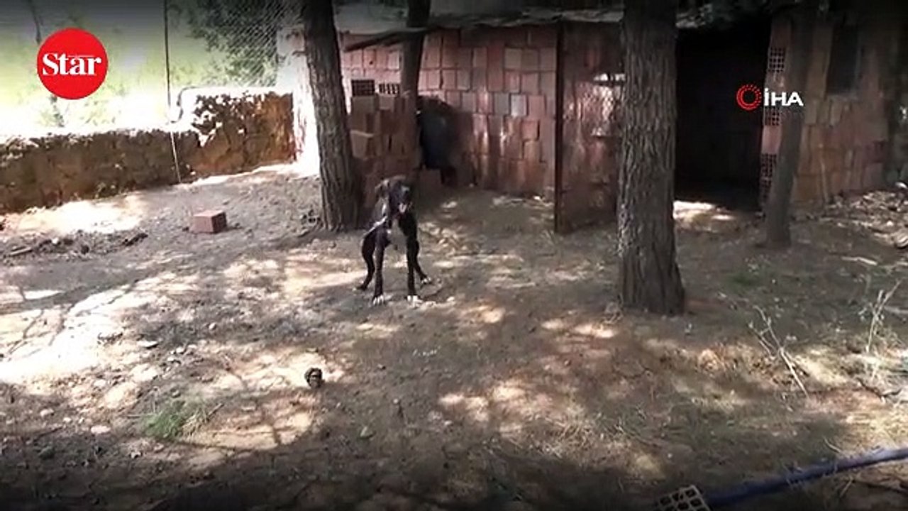 Kümese güvenlik kamerası yerleştirdi, hırsızı görünce şok oldu