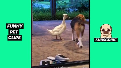 Tik Tok Pets: Funny & Cute #15