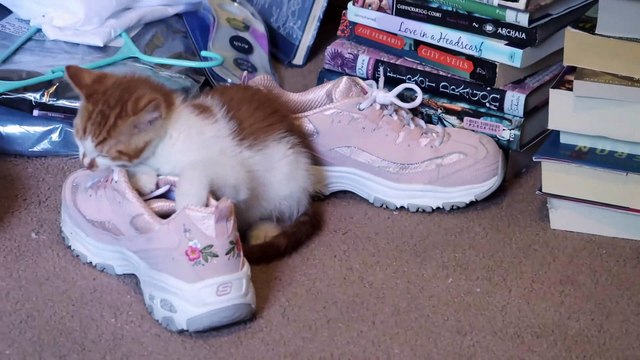 Kitten Plays With His Favorite Toys!