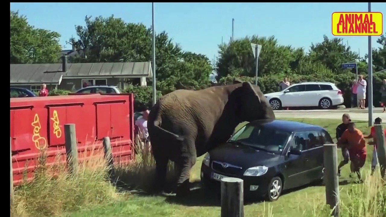 #Tendencias  animales drogados en las calles