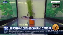 Voilà comment des chercheurs ont compris que les poissons pouvaient (aussi) avoir des chagrins d'amour