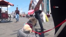 İstiklal Caddesi’nde bu köpeği görenler dönüp bir daha bakıyor