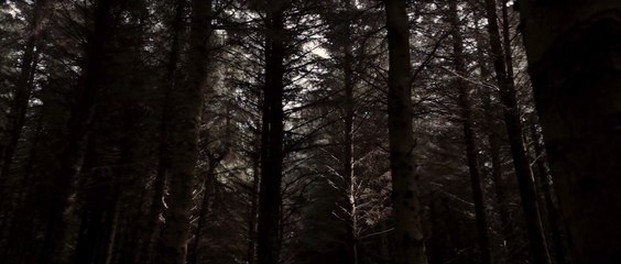 Bosque maldito Película Tráiler