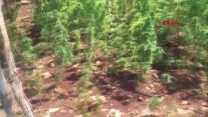 DİYARBAKIR'DA 122 BİN KÖK HİNT KENEVİRİ ELE GEÇİRİLDİ