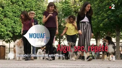 Savez-vous ce que veulent dire les aboiements de votre chien ? C'est en fait assez simple de communiquer... Regardez