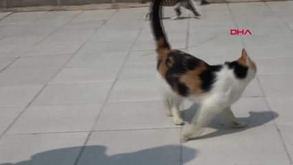 İZMİR ENGELLİ KEDİ EVİ'NDE EN ÇOK YAVRU KEDİ MAMASINA İHTİYAÇ VAR