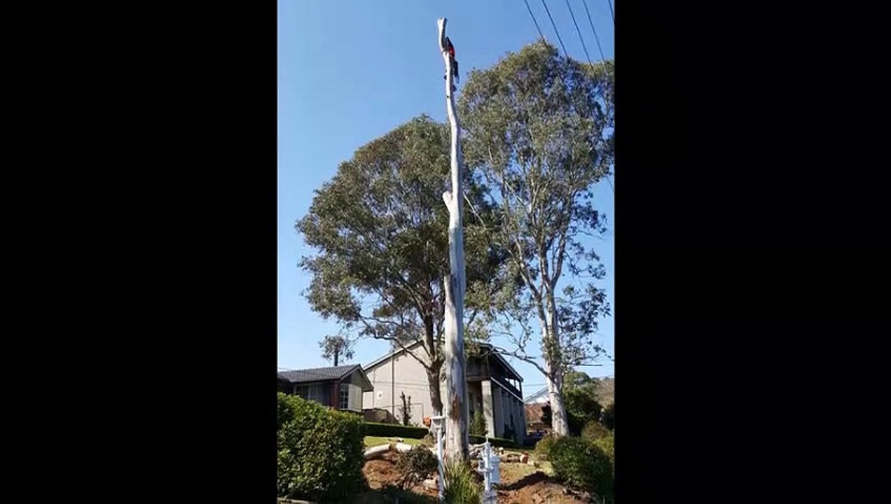 Alex Tree Service | Tree Services Wahroonga