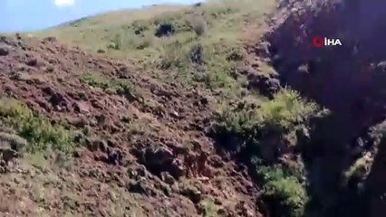 Doludan kaçan hayvanlar uçurumdan düşerek telef oldu