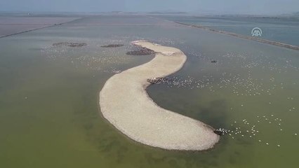 "Kreş"teki flamingolar uçuşa hazırlanıyor