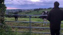 Herd of curious cows flock over and quietly listen to man singing Irish folk ballad
