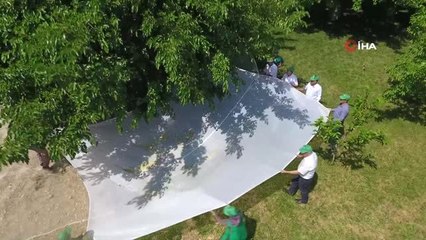 Tut'un beyaz altınında hasat zamanı...Dut hasadı havadan görüntülendi