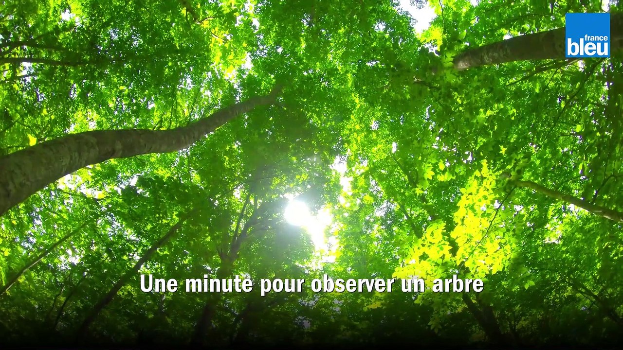 Une minute pour observer un arbre