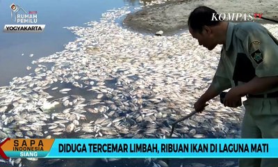 Diduga Tercemar Limbah, Ribuan Ikan di Laguna Pantai Trisik Mati