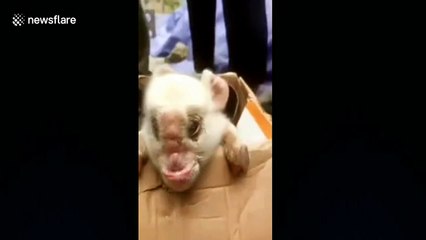 Piglet born with 'elephant-like' face in southwestern China