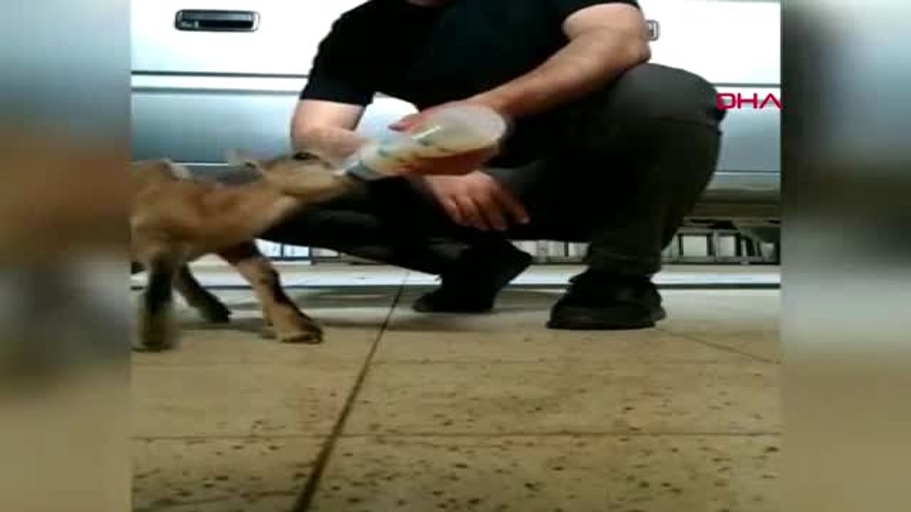 ERZİNCAN Köylülerin bulduğu yavru yaban keçisi koruma altına alındı