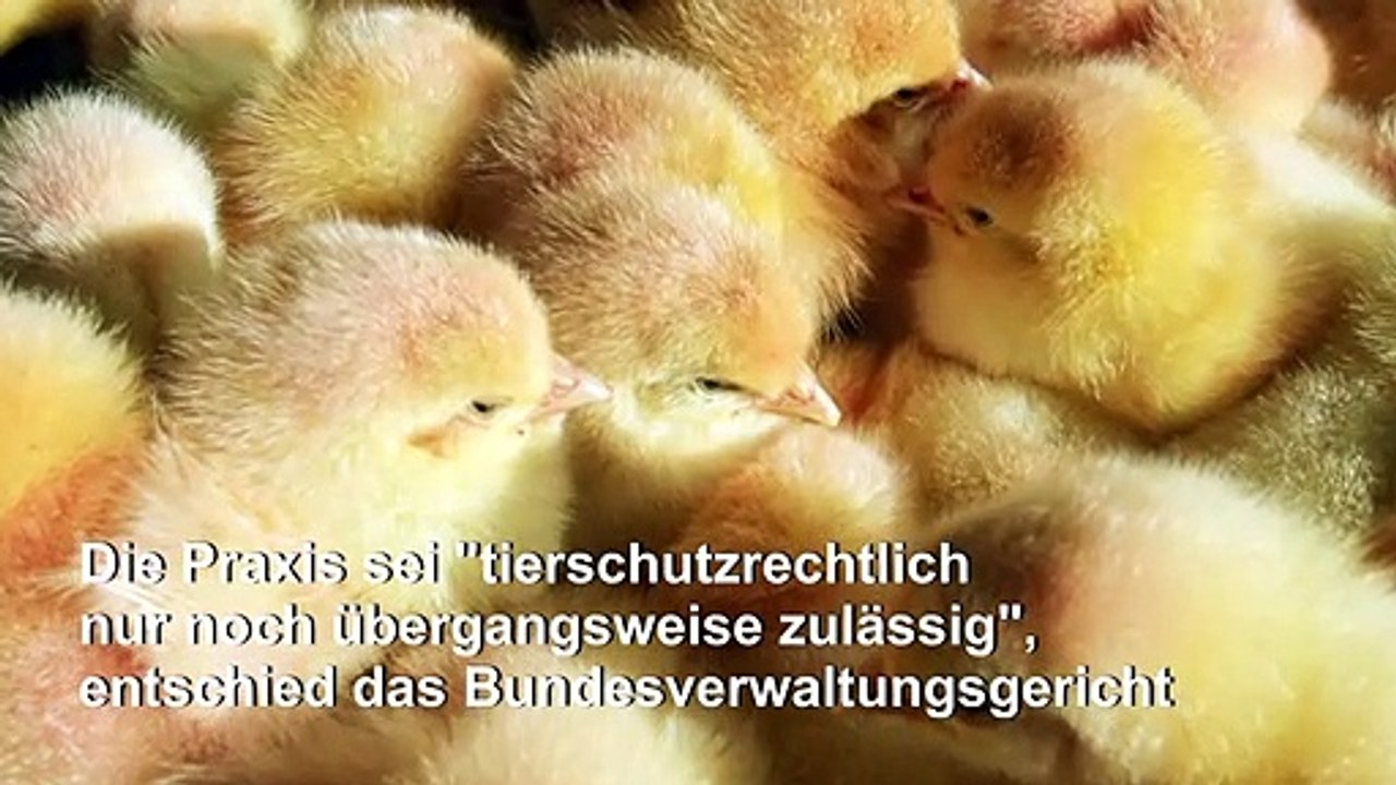 Kükentöten in der geflügelwirtschaft soll enden