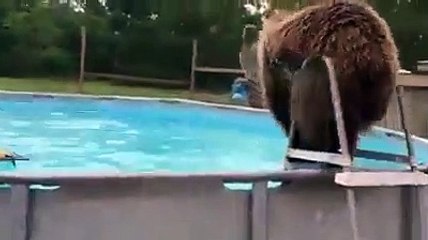 Bears are just big forest puppies ❤