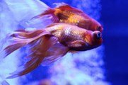 Avoir des poissons colorés sans produits chimiques