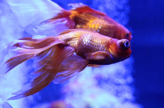 Avoir des poissons colorés sans produits chimiques