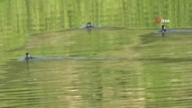Kars Baraj Gölü yaban hayatına ev sahipliği yapıyor...Gölde yüzen angut yavruları böyle görüntülendi
