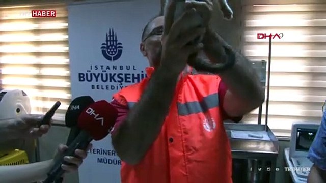 Yavru kediyi kurtaran kahraman işçi o anları anlattı