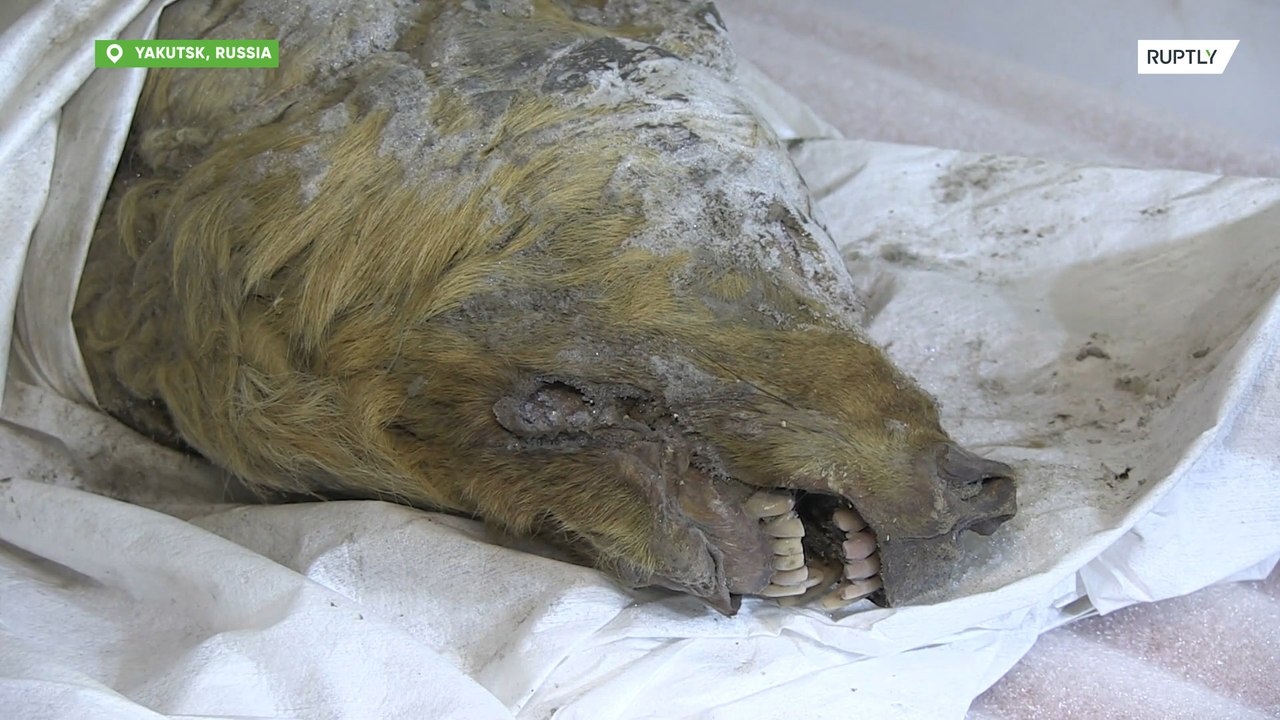 Мумию древнего волка нашли на севере Канады: 23 декабря 